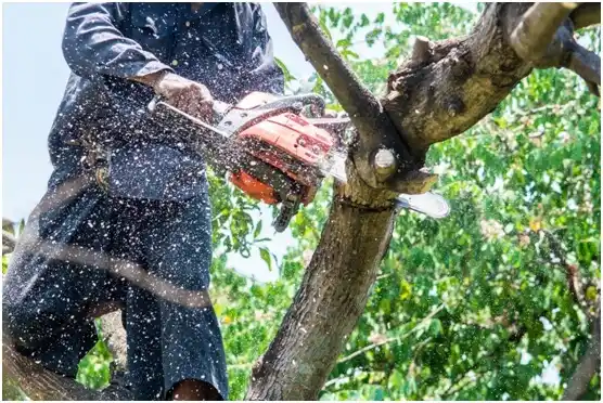 tree services Happy Valley